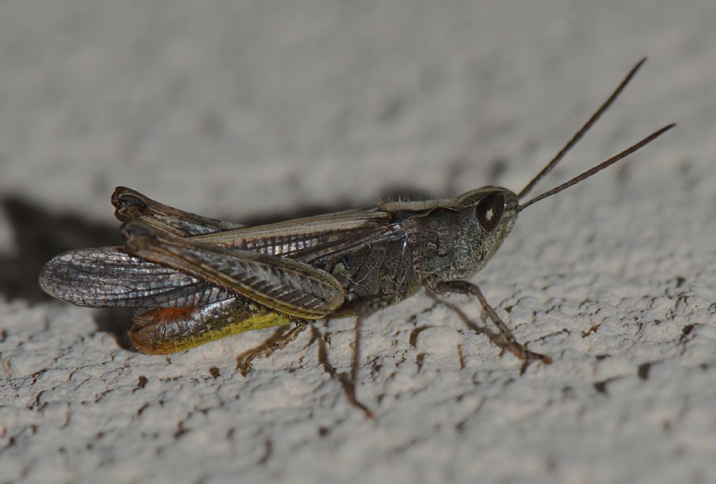 Acrididae da id